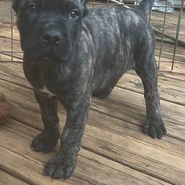Boy 2 - Chestnut brindle male Cane Corso puppy in Douglasville, Georgia from Palazzo Cane Corso