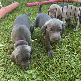 Weimaraner Puppies from Georgia Line Weimaraners