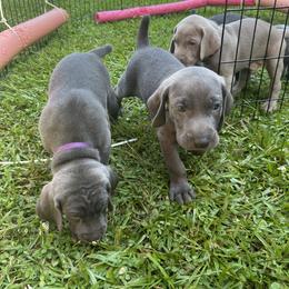 Weimaraner Puppies from Georgia Line Weimaraners