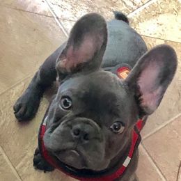 French Bulldog and Rottweiler Puppies from Starkhaus Rottweilers