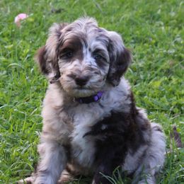 Wren - Australian Labradoodle