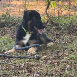 Light green collar boy - Black and tan male German Shepherd puppy in Mc Donough, Georgia from Barick German Shepherds