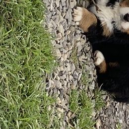 Bernese Mountain Dog Puppies from Blakener’s Bernese mountain dogs