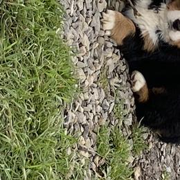 Bernese Mountain Dog Puppies from Blakener’s Bernese mountain dogs