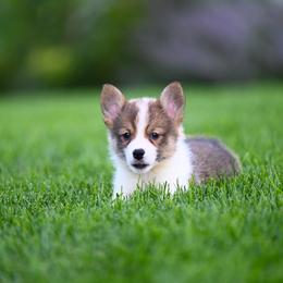 Pickles - Red male Pembroke Welsh Corgi puppy in Mona, Utah from Sorensen Corgis