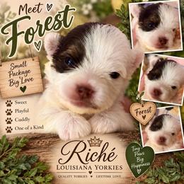 Forest - Chocolate, tan and white male Yorkshire Terrier puppy in Tangipahoa County, Louisiana from Riche’ Louisiana Yorkies