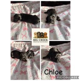 Chloe - Black and tan female Dachshund puppy in Durant, Oklahoma from Big Creek Mini Dachshund