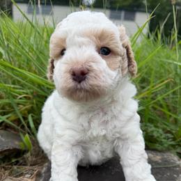 Valor - Parti male Goldendoodle puppy in Cherry Tree, Pennsylvania from Plum Creek Acres Next Generation