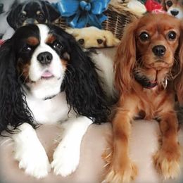 Cavalier King Charles Spaniels from Marble's Little Cavaliers