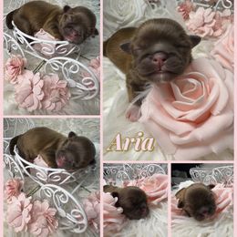 Aria - Liver and white female Shih Tzu puppy in Coolidge, Arizona from Shih Tzu’s  ‘N’ Love