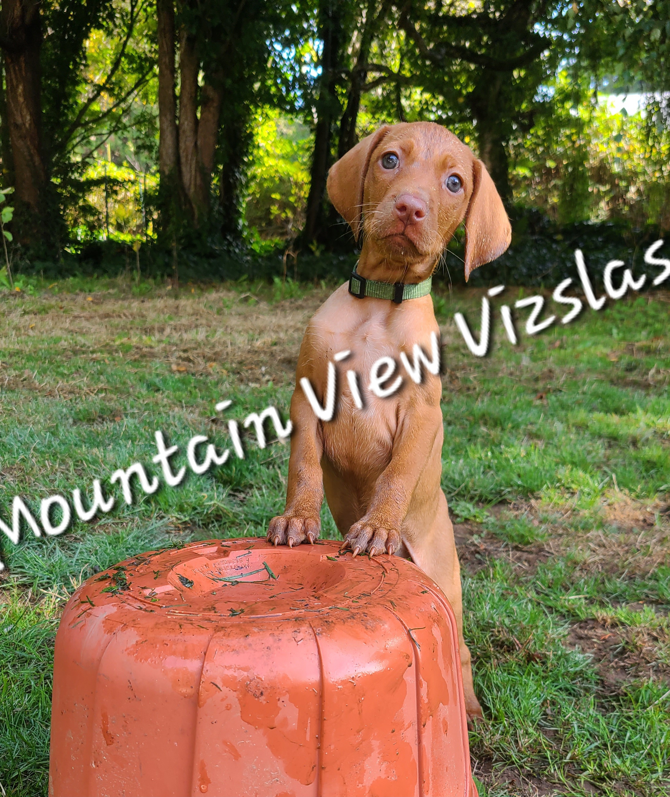 Girl 1 - Golden rust female Vizsla puppy in Bellingham, Washington from Mountain View Vizslas