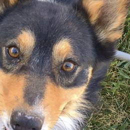 Pembroke Welsh Corgis from Summers Corgis