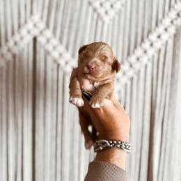 Nutella - Yellow and white female Bernedoodle puppy in Shingle Springs, California from Kindred Oak Goldendoodles