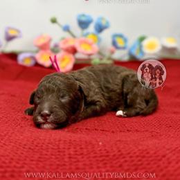 Honeymaren - Brown and white female Bernedoodle puppy in Owasso, Oklahoma from Kallams Bernedoodles & Bernese Mountain Dogs