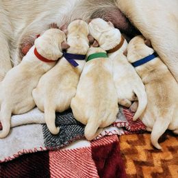 Labrador Retriever puppies from Treasure Mountain Labrador Retrievers
