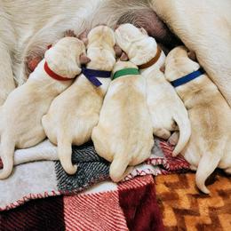 Labrador Retriever puppies from Treasure Mountain Labrador Retrievers