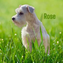 Rose - Miniature Schnauzer