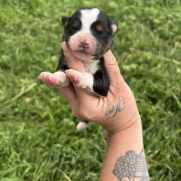 Toy Australian Shepherd Puppies from Carlsbad Toy Aussies