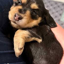 Ivy - Black and tan female Dachshund puppy in Morristown, Tennessee from Hillside Hounds