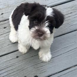 Rex - Parti male Miniature Schnauzer puppy in Salisbury, North Carolina from Truffle Tail Schnauzers