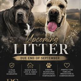 Cane Corso puppies from Carrie Brown's Cane Corsos