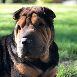 Chinese Shar-Pei from MAG Shar Pei