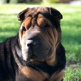 Chinese Shar-Pei from MAG Shar Pei