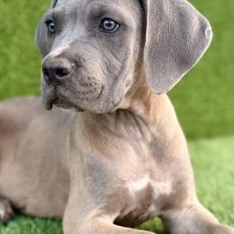 Blondie - Gray and fawn female Cane Corso puppy in Florence, Texas from Wilco Cane Corso