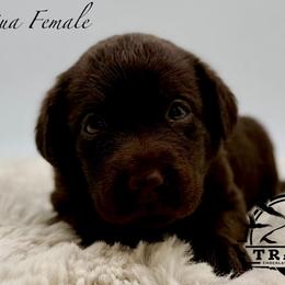 Aqua - Chocolate female Labrador Retriever puppy in San Diego County, California from Travis’ Chocolate Labradors