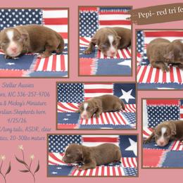 Pepi - Red tri female Miniature Australian Shepherd puppy in Asheboro, North Carolina from Stellar Aussies