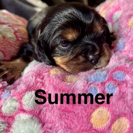 Cavalier King Charles Spaniel Puppies from brittany Parkman