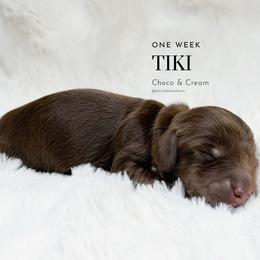 Tiki - Chocolate and cream male Dachshund puppy in Redding, California from Jean & Mae Doxies