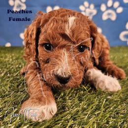Peaches - Red  female Goldendoodle puppy in Peyton, Colorado from Grace N Faith Doodles