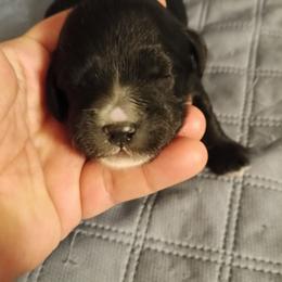 Girl 5 - Black female Cavapoo puppy in East Providence, Rhode Island from Marta's Cavaliers