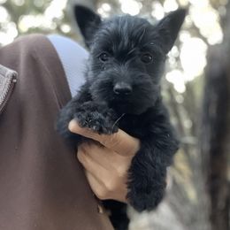 Scottish Terrier and Toy Australian Shepherd Puppies from Pecan Creek