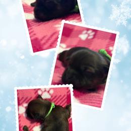 Michelle - Charcoal female Lhasa Apso puppy in Cincinnati, Ohio from Shangri-La Lhasa Apsos