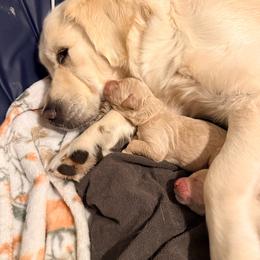 Princess Peach - Cream female Goldendoodle puppy in Puyallup, Washington from Dawnie’s Doodles