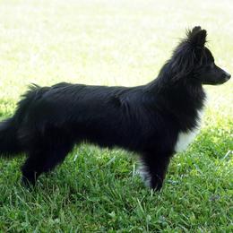 Minnie - sheltie pomsky cross very petite - Black & white female Toy Shetland Sheepdog puppy in Frazeysburg, Ohio from Mountain High Kennels