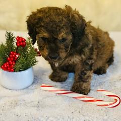 Glock - Sable male Saint Berdoodle puppy in Swartz Creek, Michigan from Whisky Paws Saint Berdoodles and Poodle Pups