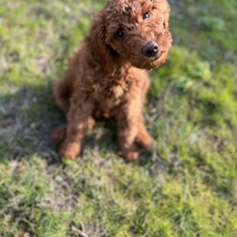 Labradoodle Puppies from Northwest Sporting Doodles