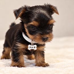 Ace - Black and tan male Yorkshire Terrier puppy in Mukilteo, Washington from Yorkiecharm