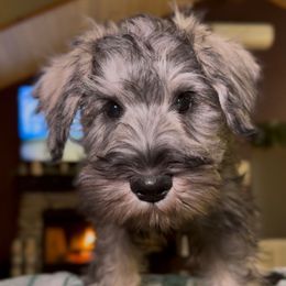 Oakley - Black and silver male Miniature Schnauzer puppy in Akeley, Minnesota from Great Northern Schnauzers