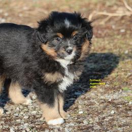 Sabine - Black tri female Miniature American Shepherd puppy in Hillsdale, Michigan from Faithwalk Aussies and Mini American Shepherds