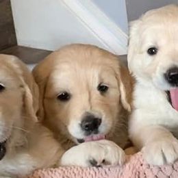 Golden Retrievers from Henne Goldens