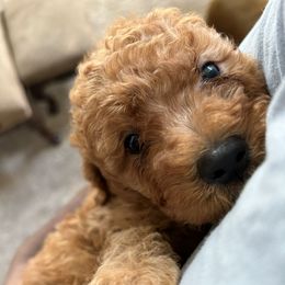 Goldendoodles and Poodles from Destiny’s Kennel