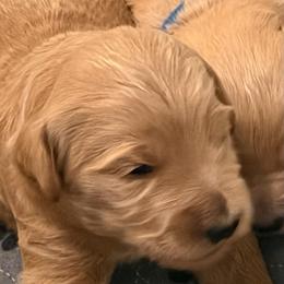Larch - Cream male Goldendoodle puppy in Indiana, Pennsylvania from Kathy's Doodles