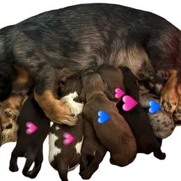 Dachshund puppies from Leah’s Suncoast Doxies