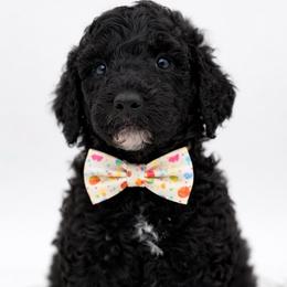 Davis - Black male Poodle puppy in Willacoochee, Georgia from Kitandkboodle's Doodles