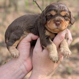 Larry - Brown male Cavapoo puppy in Coshocton, Ohio from Forever Family Puppies