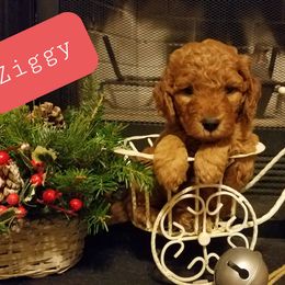 Goldendoodle Puppies from East Coast Goldendoodles
